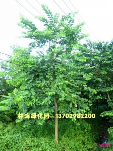 红花紫荆