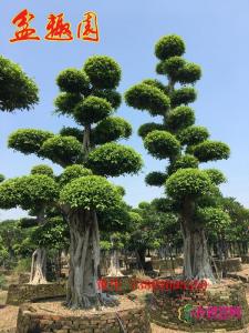 造型细叶榕