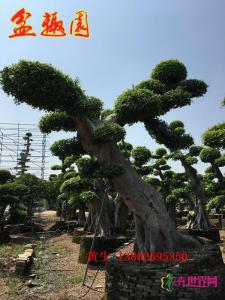 造型细叶榕