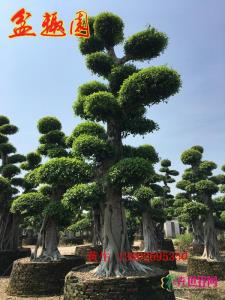 造型细叶榕