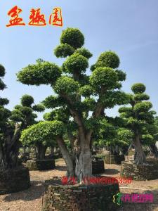 造型细叶榕