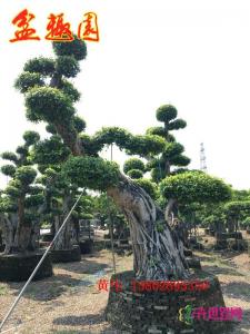 造型细叶榕