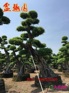 造型细叶榕
