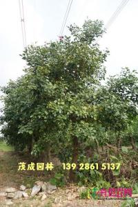 珊瑚刺桐