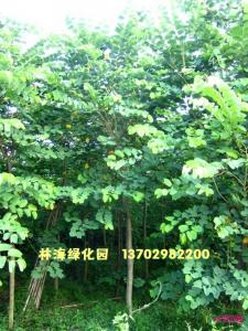 红花紫荆