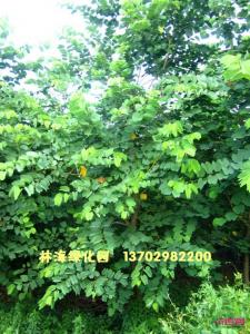 红花紫荆